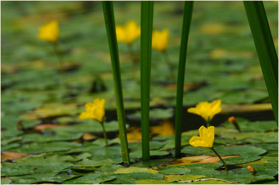 Europäische Seekanne (Nymphoides peltata) 