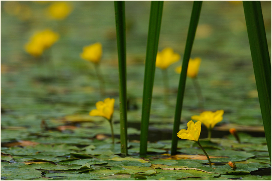 Europäische Seekanne (Nymphoides peltata) 