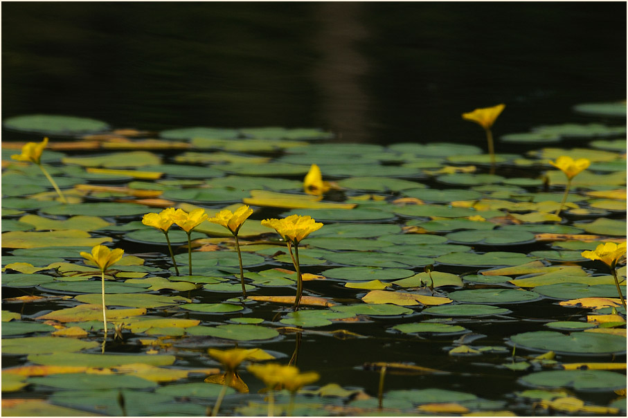 Europäische Seekanne (Nymphoides peltata) 