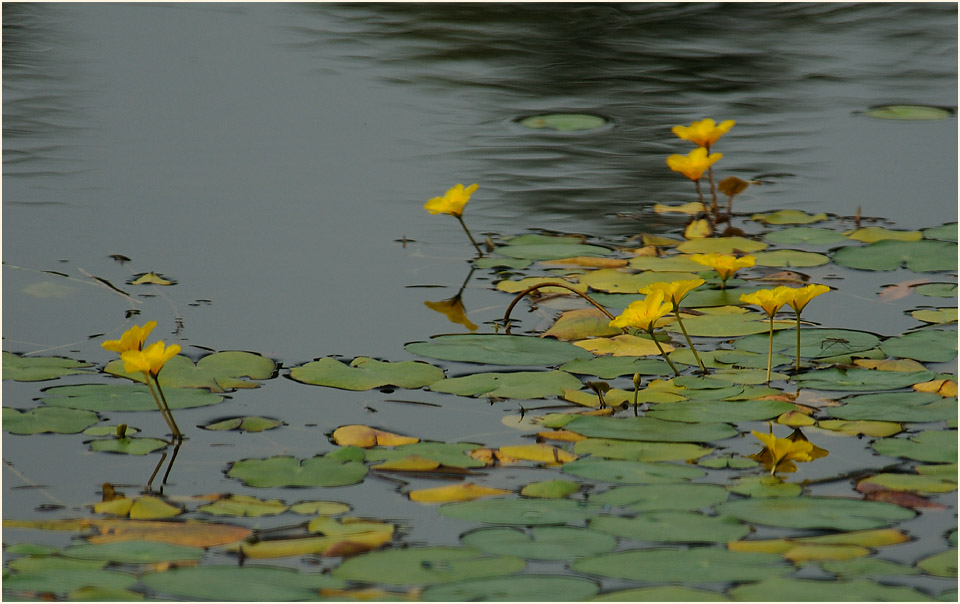 Europäische Seekanne (Nymphoides peltata) 