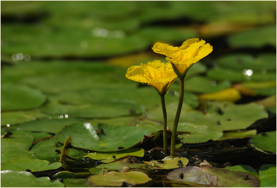 Europäische Seekanne (Nymphoides peltata) 