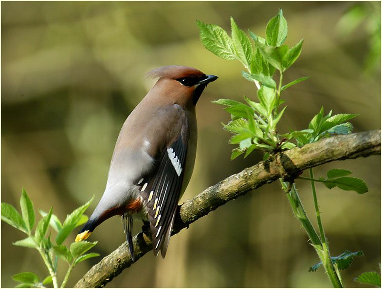Seidenschwanz trocknet sein Gefieder