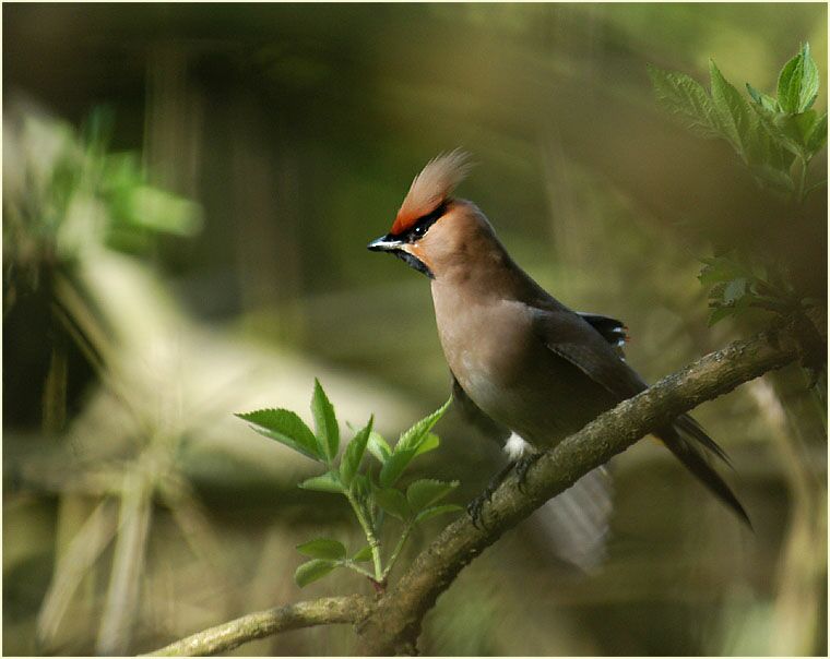 Seidenschwanz trocknet sein Gefieder