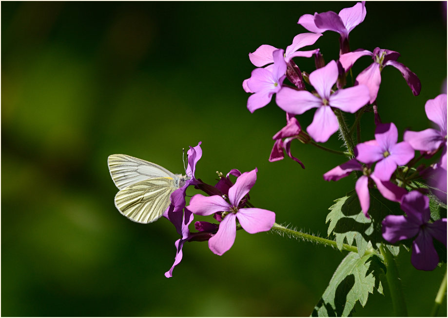 Silberblatt (Lunaria)