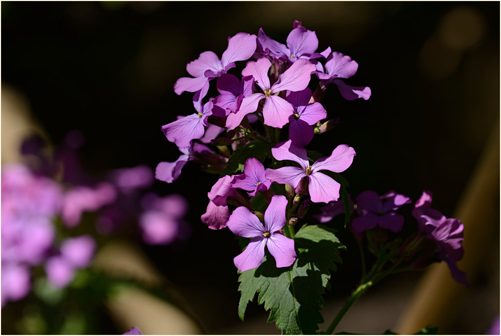 Silberblatt (Lunaria)