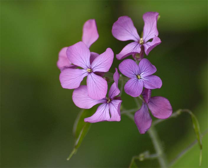 Silberblatt (Lunaria annua)