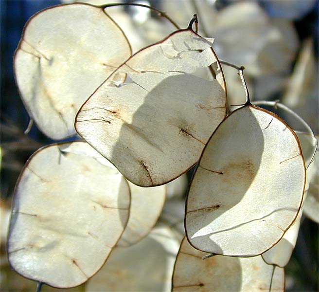 Silberblatt (Lunaria annua)