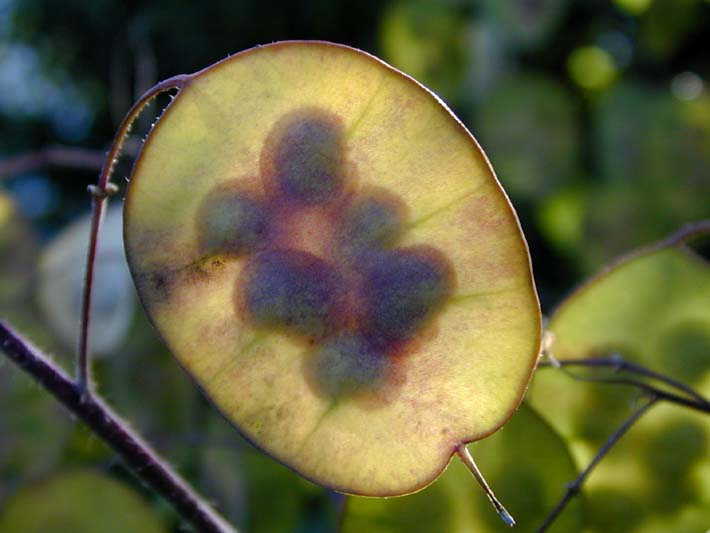 Silberblatt (Lunaria annua)