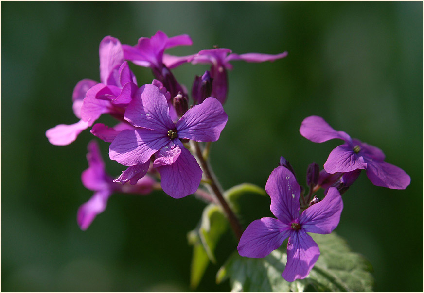 Silberblatt (Lunaria)