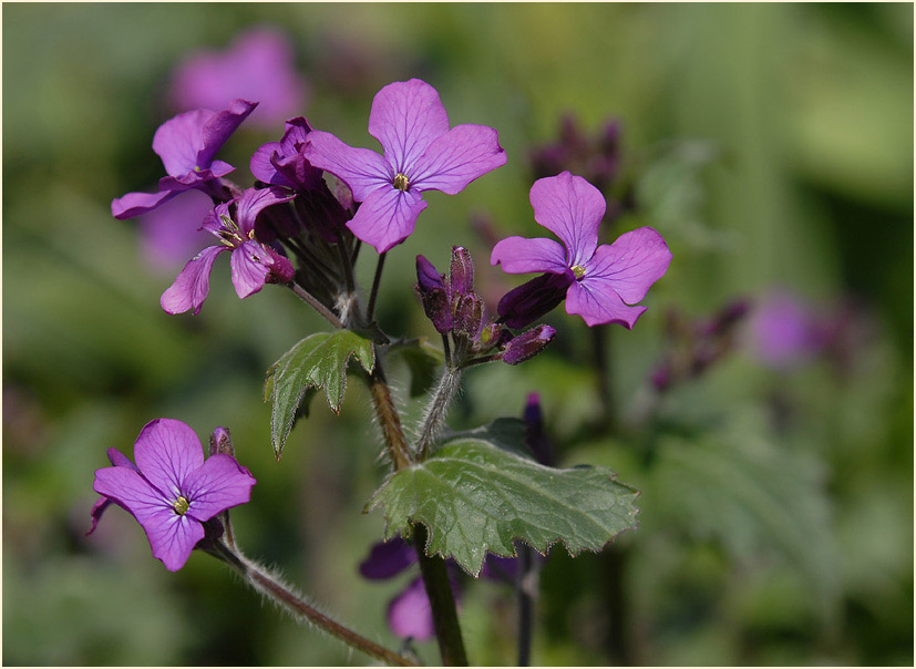 Silberblatt (Lunaria)