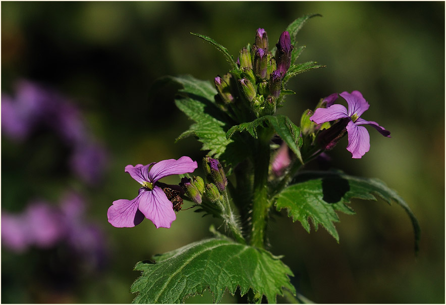 Silberblatt (Lunaria)