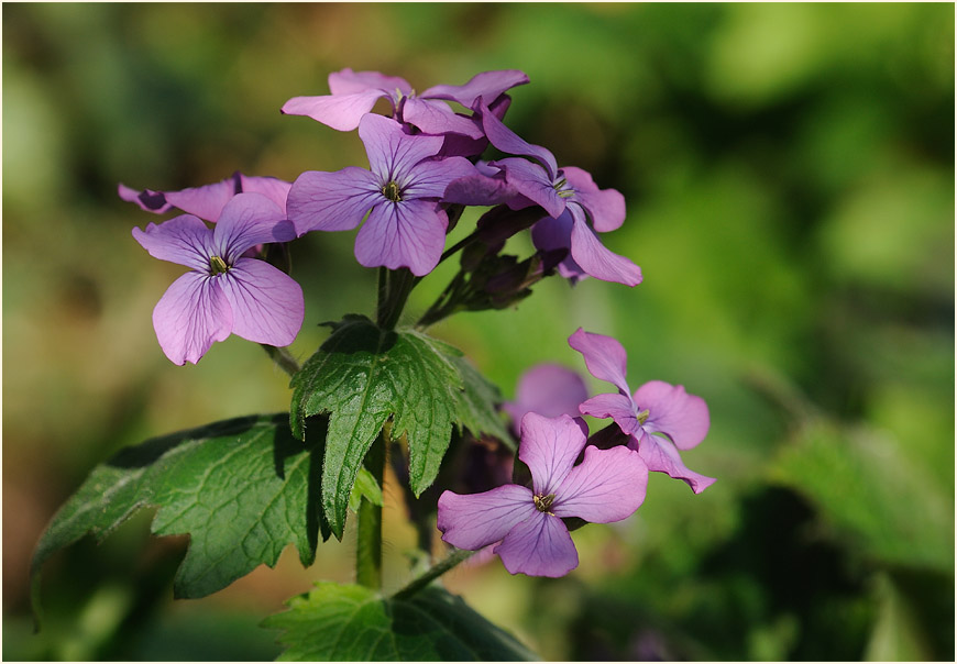 Silberblatt (Lunaria)