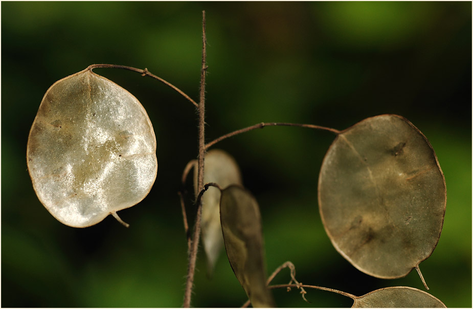 Silberblatt (Lunaria)