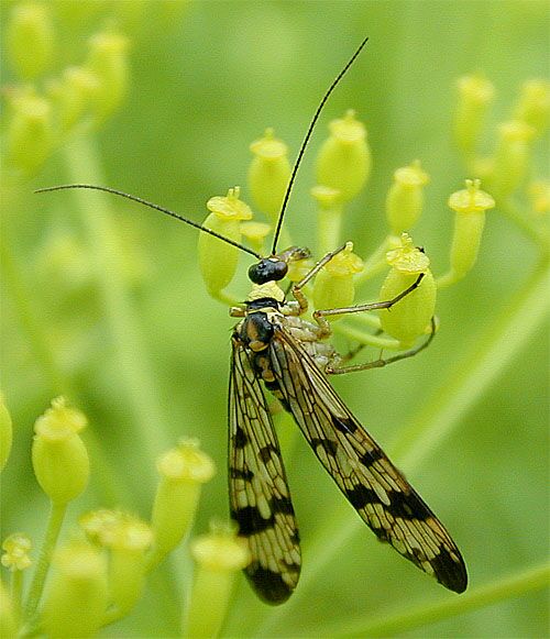 Skorpionsfliege