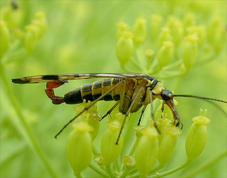 Skorpionsfliege