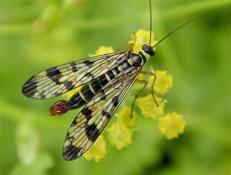 Skorpionsfliege