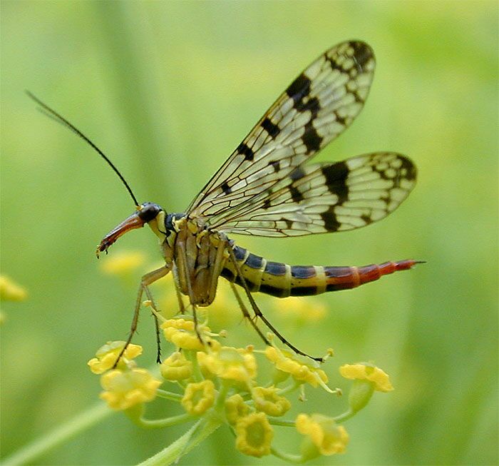 Skorpionsfliege