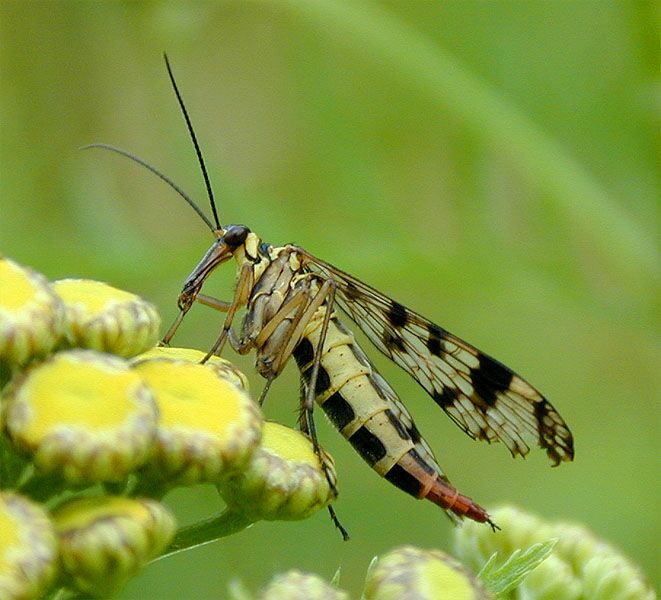 Skorpionsfliege