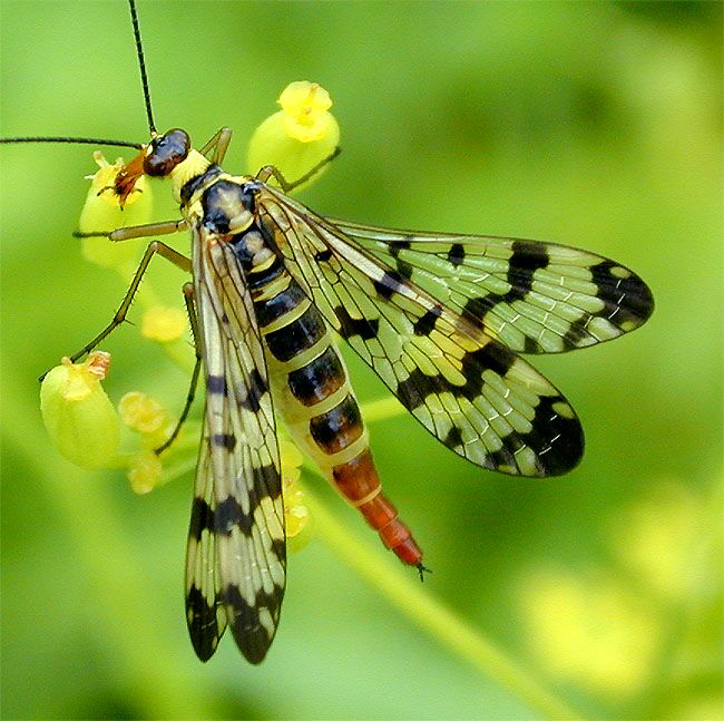 Skorpionsfliege