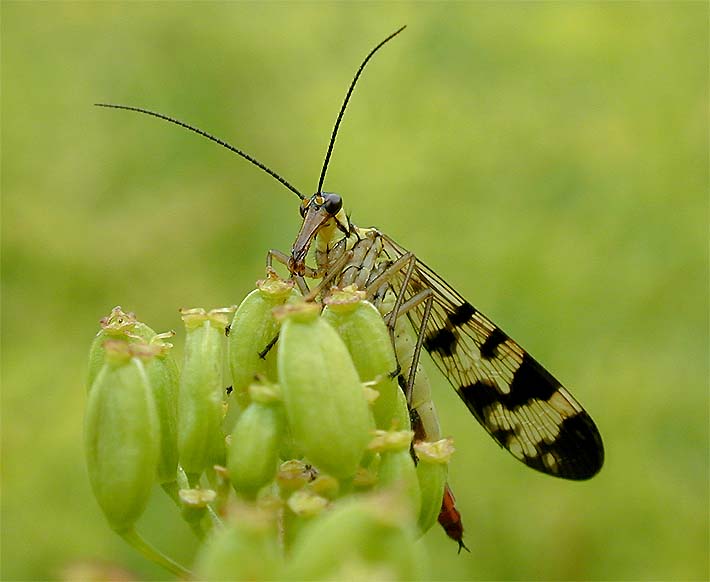 Skorpionsfliege