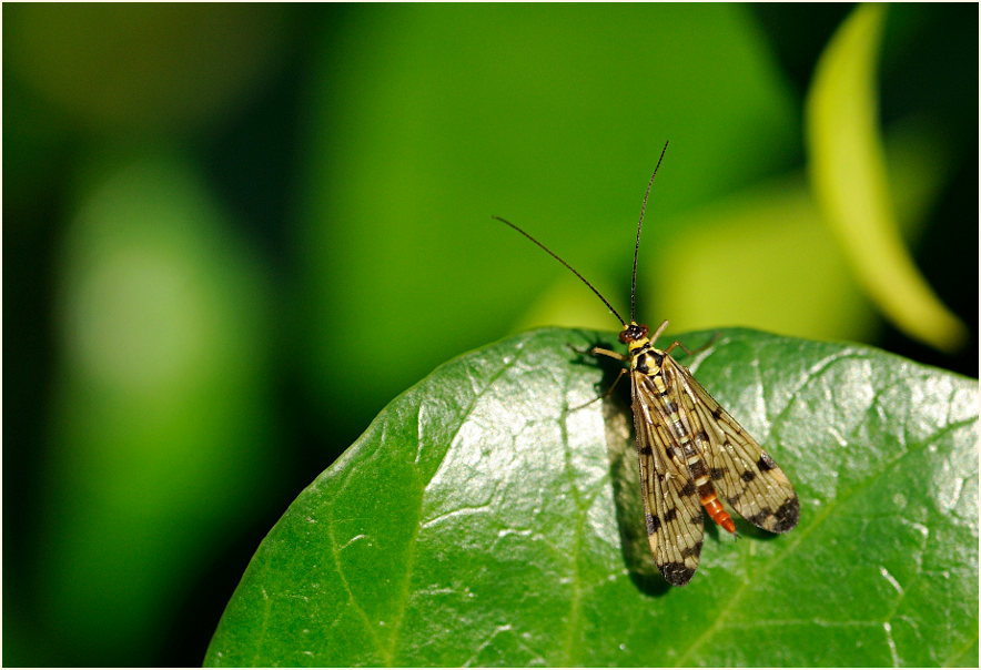 Skorpionsfliege