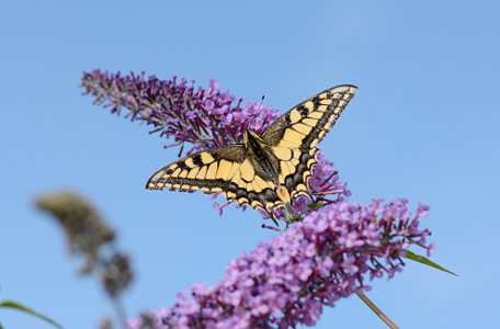 vergr&ouml;&szlig;ern