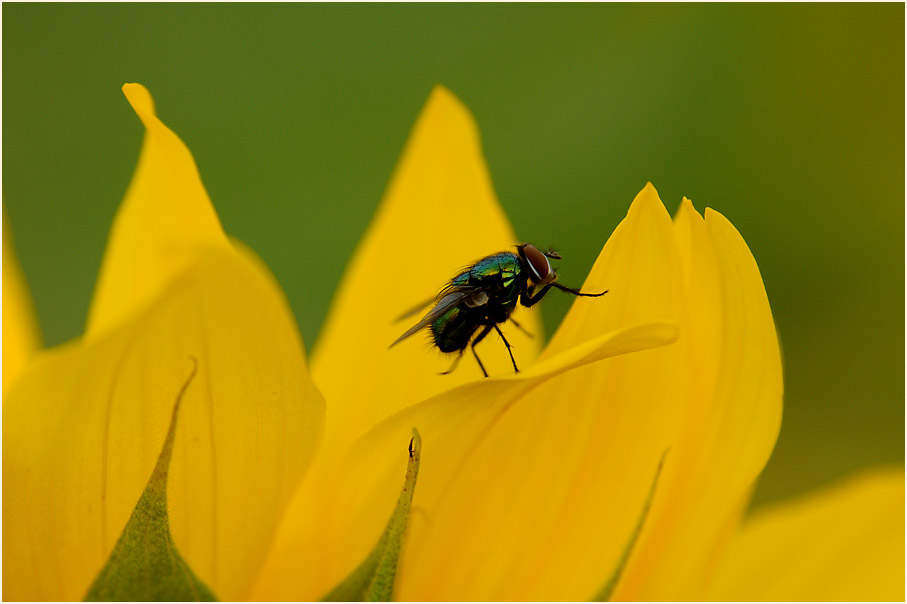 Sonnenblume (Helianthus)