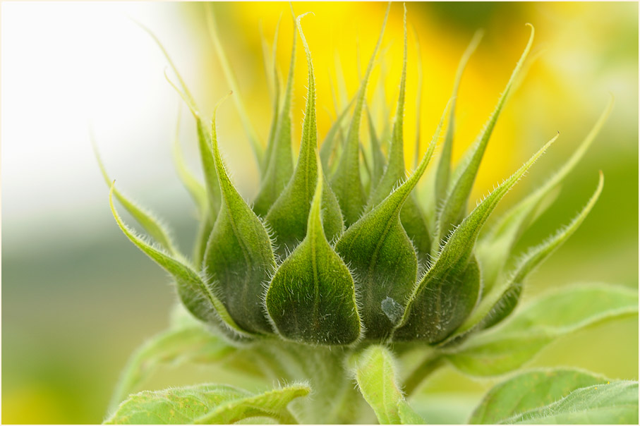 Sonnenblume (Helianthus)