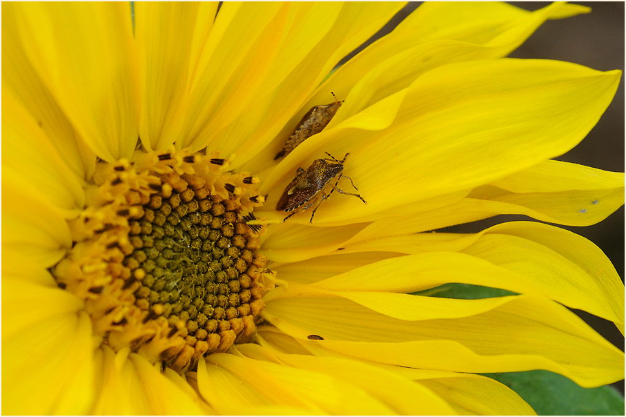 Sonnenblume (Helianthus)