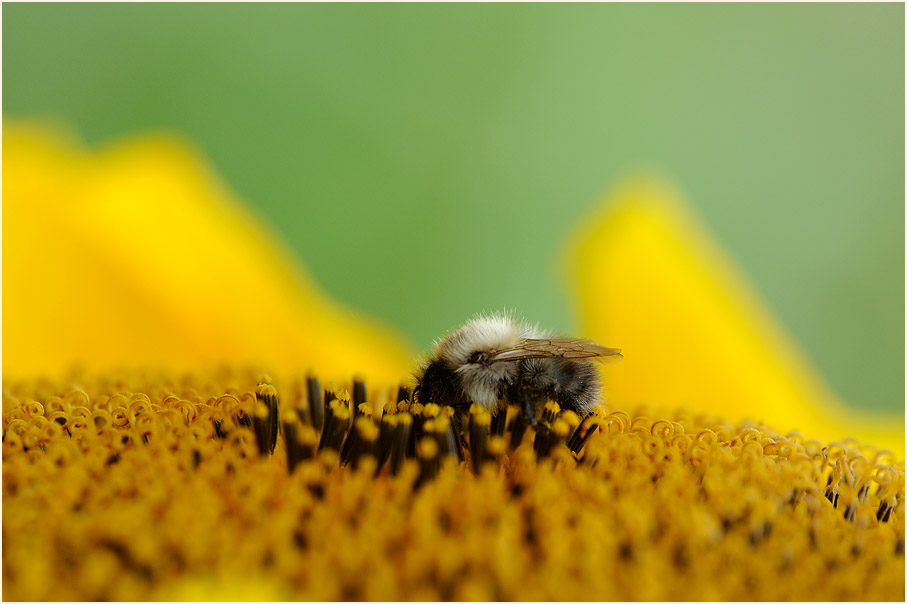 Sonnenblume (Helianthus)