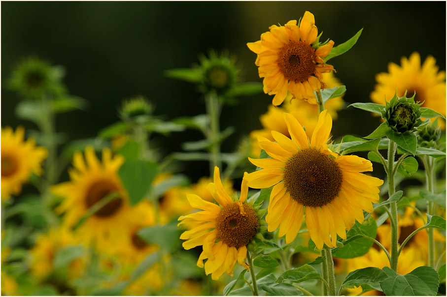 Sonnenblume (Helianthus)