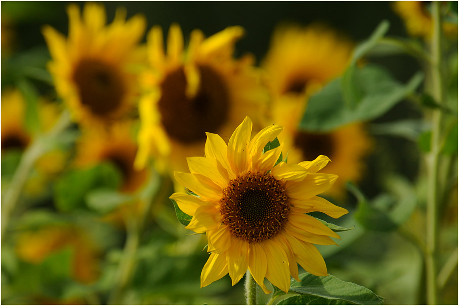 Sonnenblume (Helianthus)