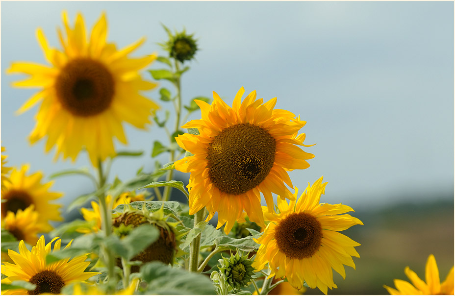 Sonnenblume (Helianthus)