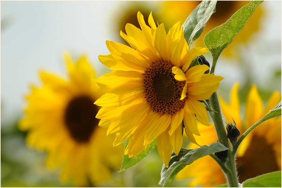 Sonnenblume (Helianthus)