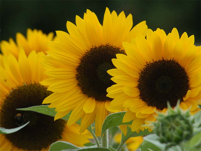 Sonnenblume (Helianthus)