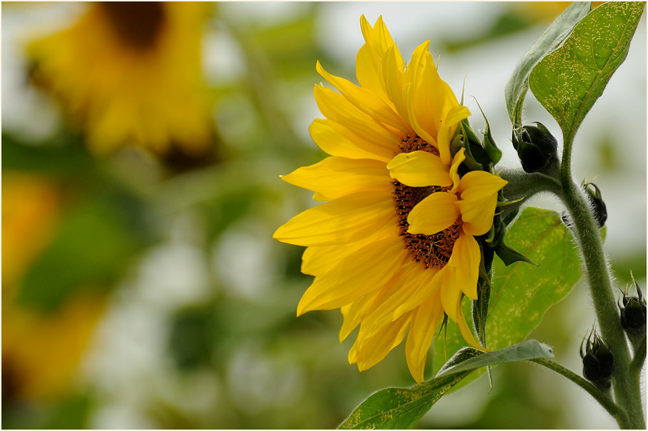 Sonnenblume (Helianthus)