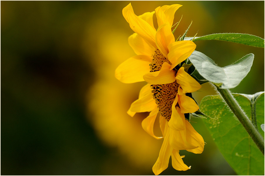 Sonnenblume (Helianthus)