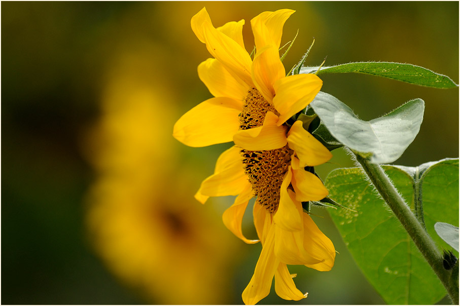 Sonnenblume (Helianthus)