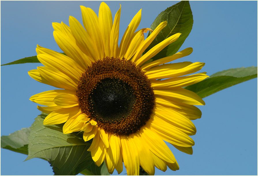 Sonnenblume (Helianthus)