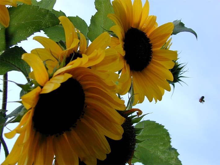 Sonnenblume (Helianthus)