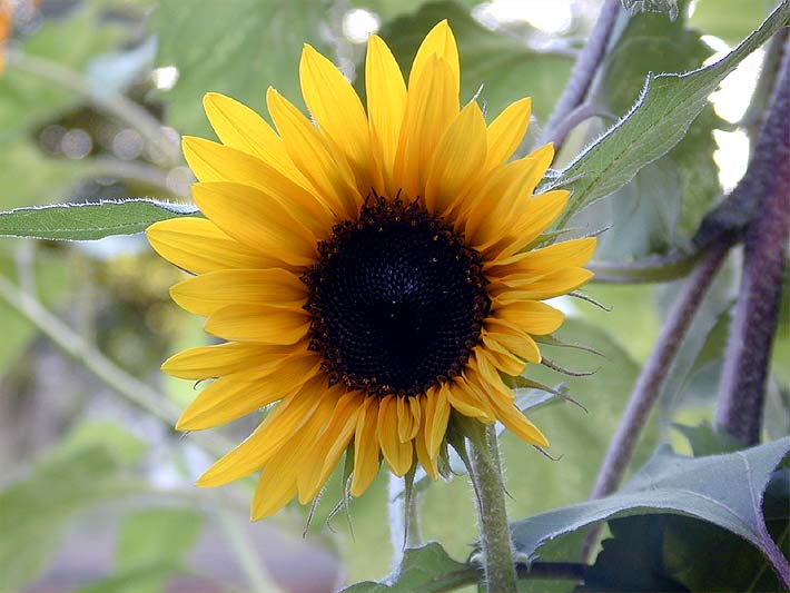 Sonnenblume (Helianthus)