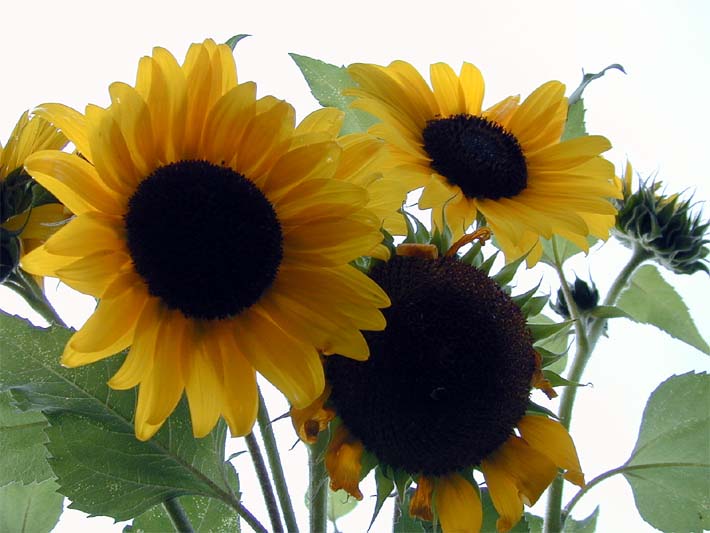 Sonnenblume (Helianthus)