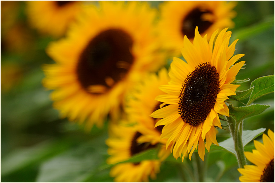 Sonnenblume (Helianthus)