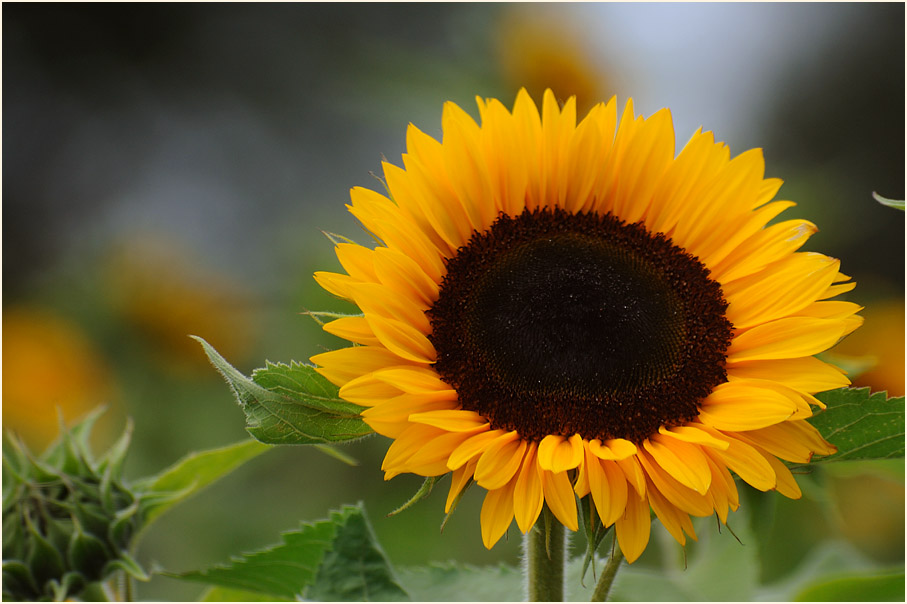 Sonnenblume (Helianthus)