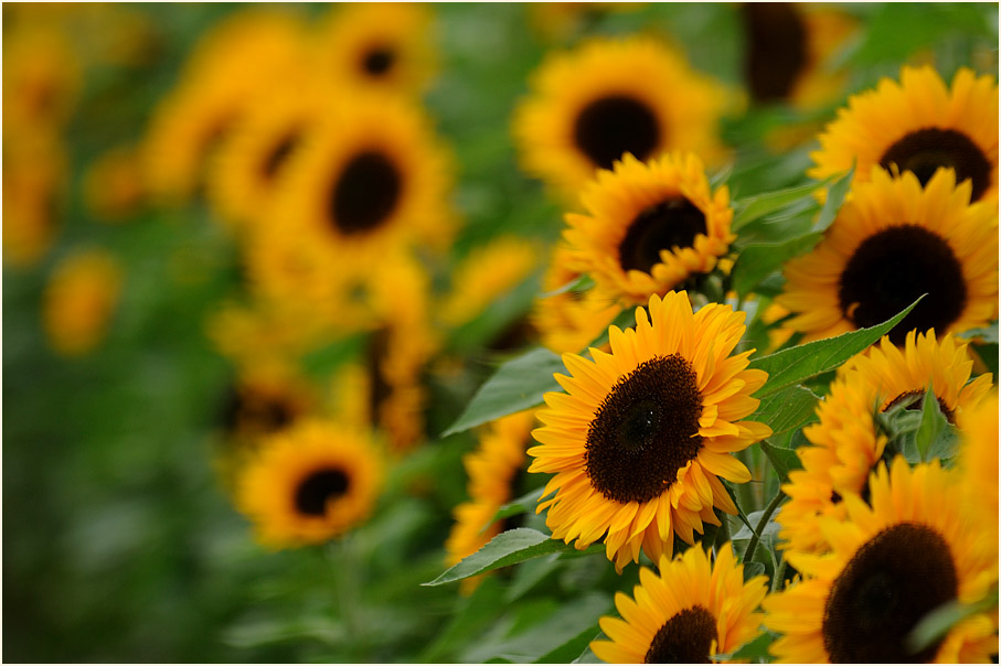 Sonnenblume (Helianthus)