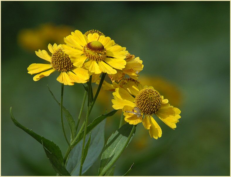 Sonnenbraut (Helenium)