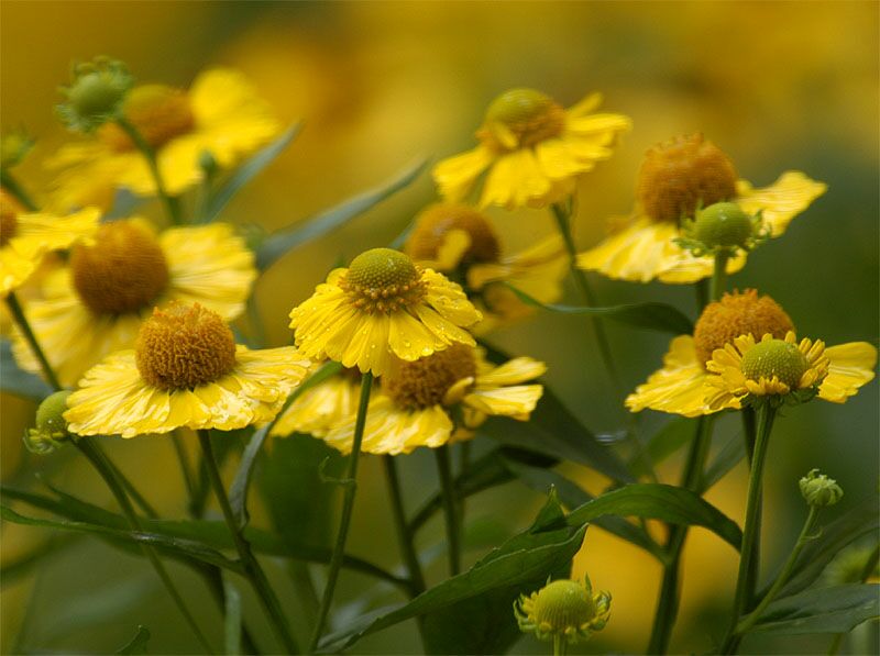 Sonnenbraut (Helenium)