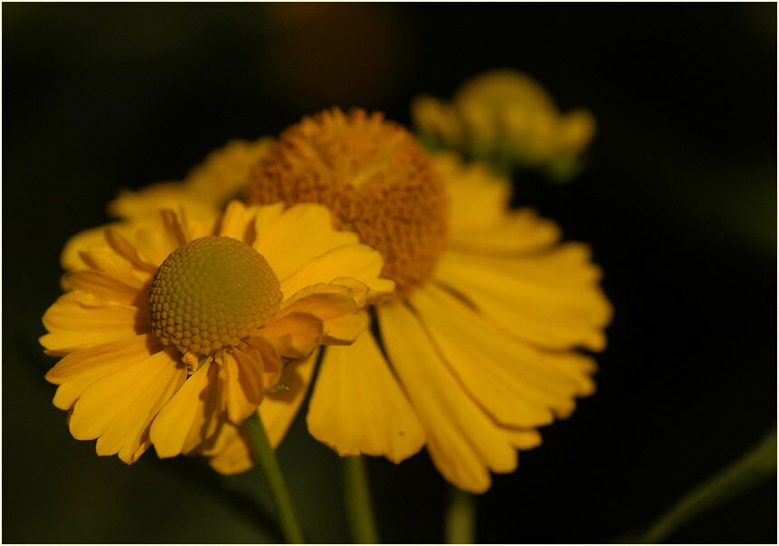 Sonnenbraut (Helenium)