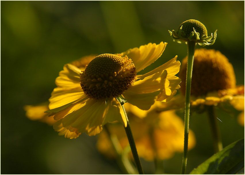 Sonnenbraut (Helenium)