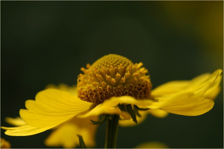 Sonnenbraut (Helenium)